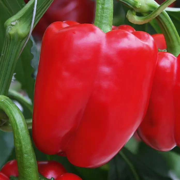 Piardino Jumbo-Paprika Bio - Capsicum annuum 'Beluga® Red' F1, 12 cm, Erntezeit: August - Nahaufnahme einer saftigen, roten Paprika, die an einer grünen Pflanze wächst. Perfekt für frische und gesunde Gerichte.