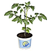 Piardino Fleischtomate Bio (Solanum lycopersicum 'Buffalo Steak', 12 cm, Erntezeit: Juli) | BAUHAUS