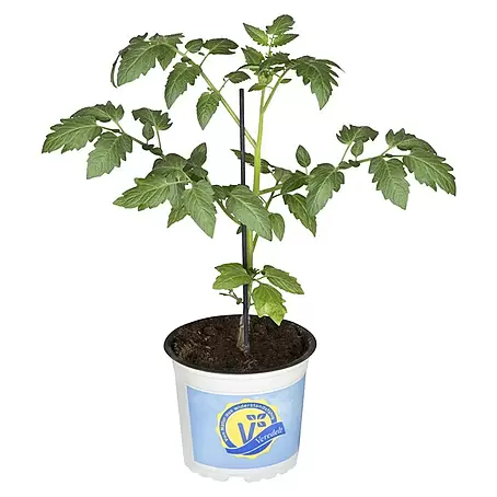 Piardino  Cherrytomate Bio
