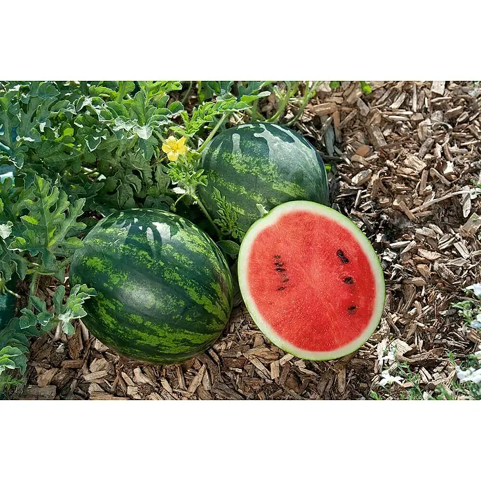 Piardino Bio Wassermelone veredeltCitrullus lanatus var. lanatus, Topfgröße: 12 cm, Erntezeit: Juli - Wassermelonen: Zwei ganze und eine halbe Wassermelone auf einem Beet mit Mulch, umgeben von grünen Blättern und einer gelben Blüte.