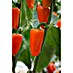 Piardino Paprika Bio 