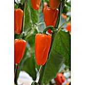 Piardino Paprika Bio (Capsicum annuum 'Lubega® Mini Orange', 10,5 cm, Erntezeit: August, Farbe Frucht: Orange) | BAUHAUS