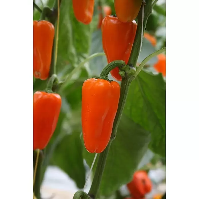 Piardino Paprika Bio - Capsicum annuum 'Lubega® Mini Orange', 10,5 cm, Erntezeit: August, Farbe Frucht: Orange - Detailaufnahme