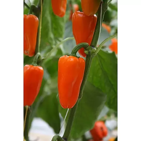 Piardino  Paprika Lubega