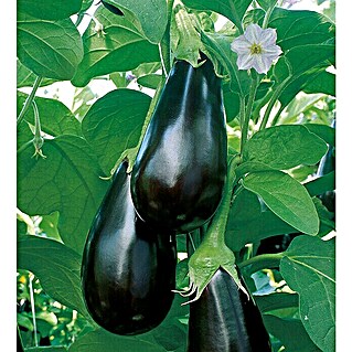 Piardino Aubergine Bio (Solanum melongena 'Madonna', 12 cm, Erntezeit: Juli)