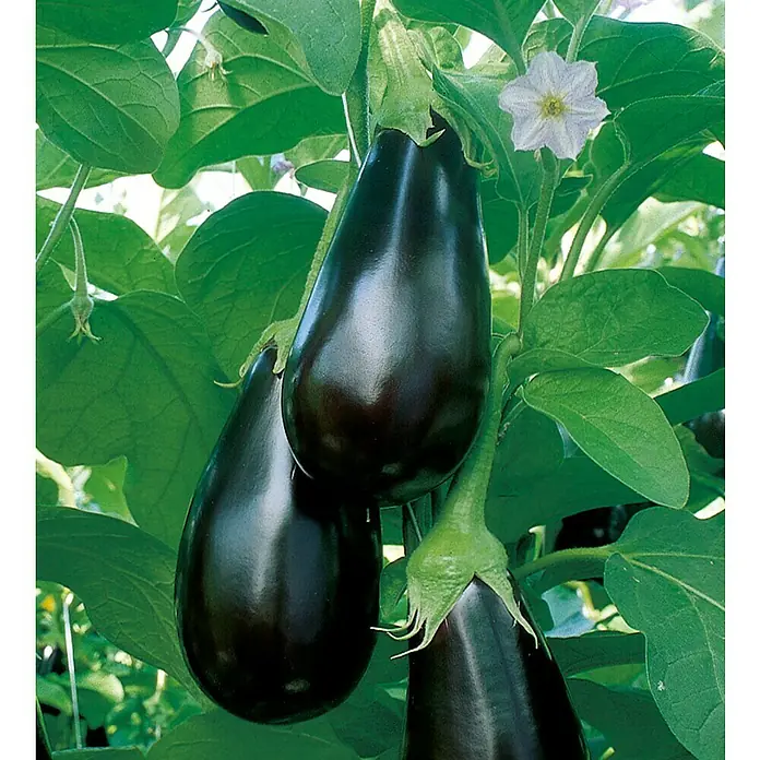 Piardino Aubergine Bio - Solanum melongena 'Madonna', 12 cm, Erntezeit: Juli - Nahaufnahme von frischen, glänzenden Auberginen, die an einer Pflanze mit grünen Blättern und einer einzelnen weißen Blüte wachsen.