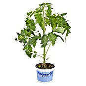 Piardino Tomate Bio (Lycopersicon esculentum 'Kakao', 12 cm, Erntezeit: Juli) | BAUHAUS