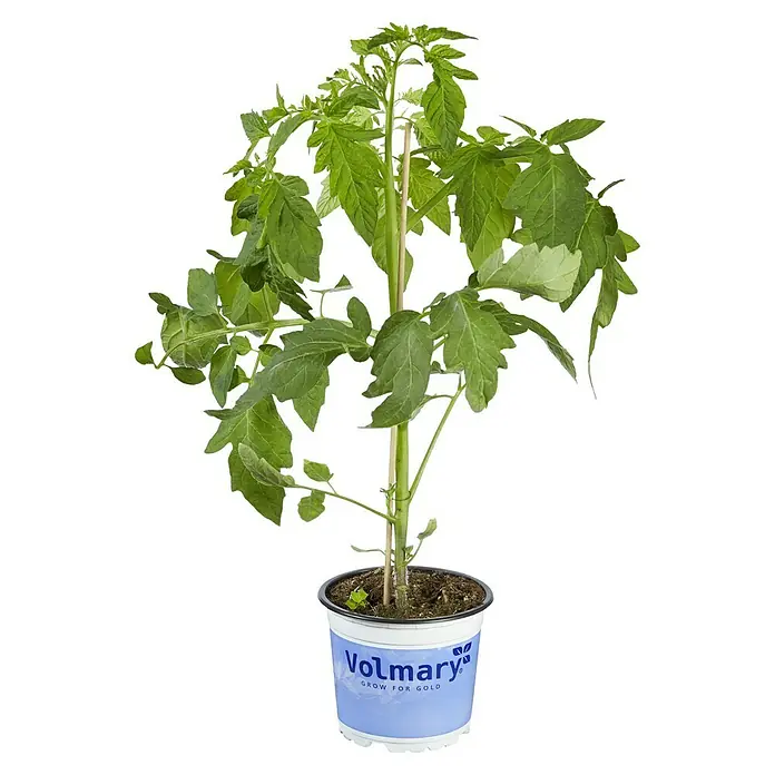 Piardino Cocktailtomate - Solanum lycopersicum 'Solena® Sweet Red', 12 cm, Erntezeit: Juli - Junger Tomatenpflanze im Topf mit 'Volmary' Aufdruck, bereit zum Anpflanzen und für eine reiche Ernte im Garten oder auf dem Balkon.