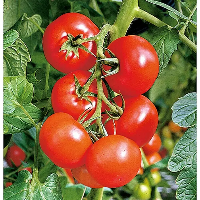 Piardino Tomate Bio - Solanum lycopersicum 'Phantasia', 11 cm, Erntezeit: Juli - Reife, rote Tomaten hängen an einem üppigen grünen Stiel, bereit für die Ernte und den Genuss. Ein echtes Naturprodukt.