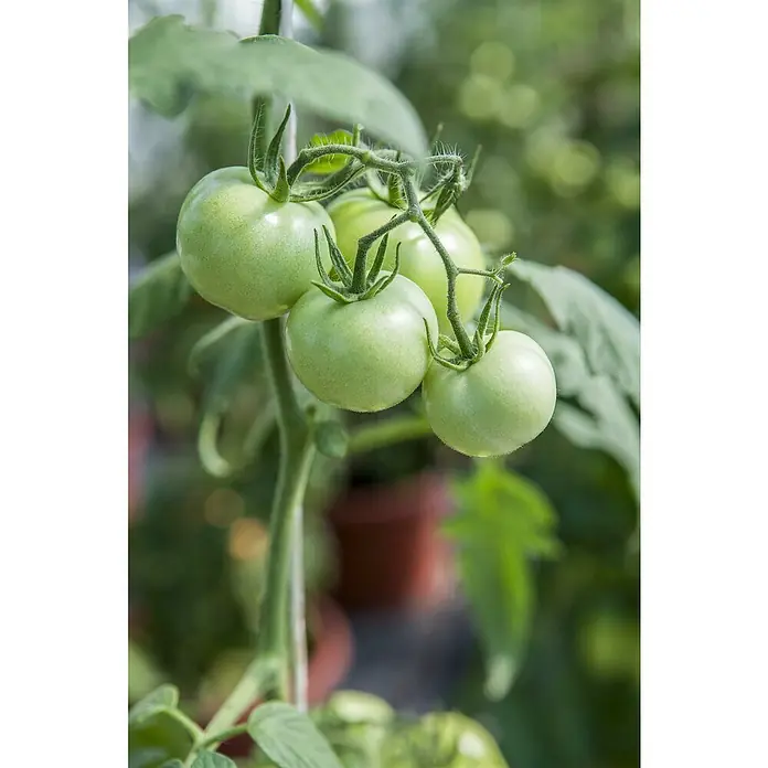 Piardino Tomate Bio - Solanum lycopersicum 'Phantasia', 11 cm, Erntezeit: Juli - Nahaufnahme einer Tomatenpflanze mit mehreren grünen, unreifen Tomaten, die an einem Stiel wachsen. Die Blätter und der Hintergrund sind unscharf.