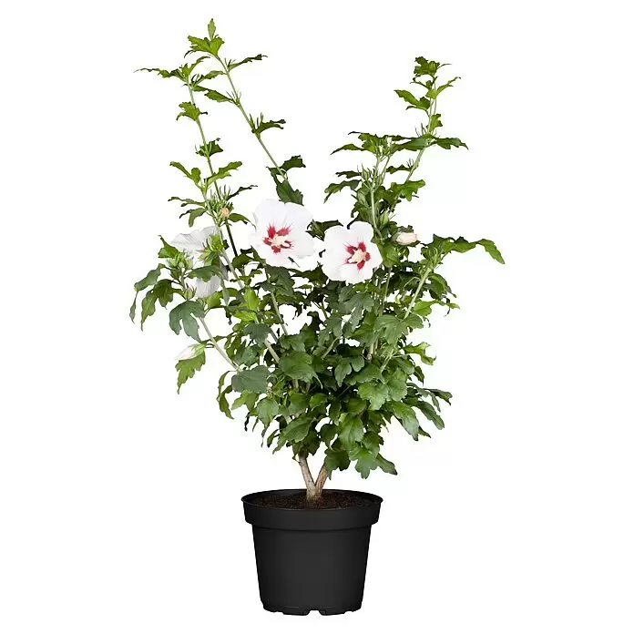 Garteneibisch - Hibiscus syriacus in Sorten, Topfgröße: 22 cm - Eine Hibiskuspflanze mit weißen Blüten und roten Zentren in einem schwarzen Topf.