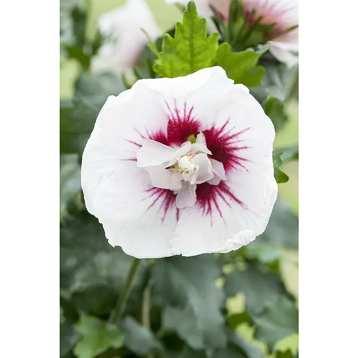 Garteneibisch - Hibiscus syriacus in Sorten, Topfgröße: 22 cm - Nahaufnahme einer einzelnen, weißen Hibiskusblüte mit markanten roten Markierungen im Zentrum, umgeben von grünen Blättern.