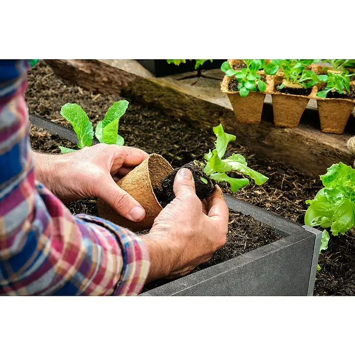 Hochbeet Loftico - 120 x 76 x 40 cm, Beton, Grau - Nahaufnahme einer Person, die eine Pflanze aus einem biologisch abbaubaren Topf in einem erhöhten Gartenbeet einpflanzt.