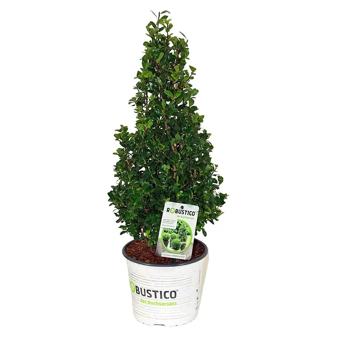 Japan-Stechpalme 'Robustico' - Ilex crenata 'Robustico', Topfgröße: 17 cm, Blütenfarbe: Cremeweiß - Pyramidenförmiger Ilex crenata 'Robustico' im Topf, ein Buchsbaumersatz. Das Produkt ist ideal für Gärten und als dekoratives Element für den Außenbereich.