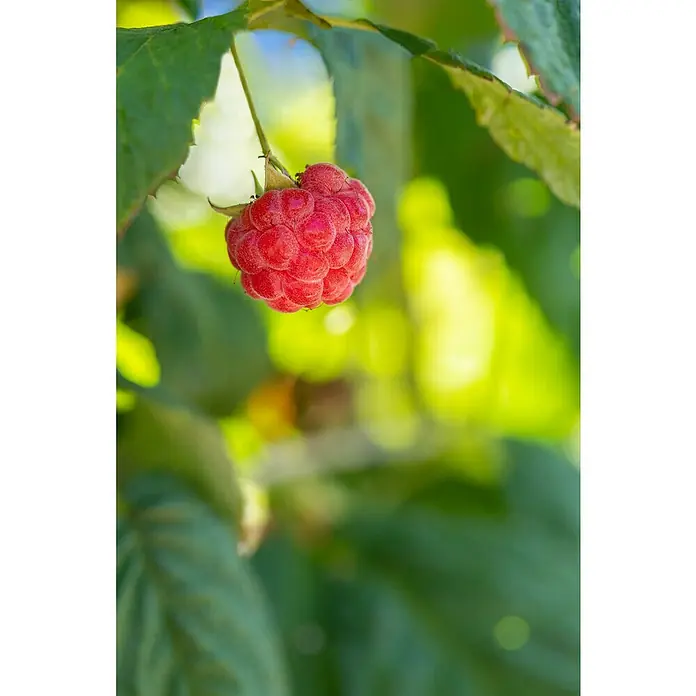 Himbeere Balkon-Himbeere 'Maddalena' - Rubus idaeus 'Maddalena', Blütenfarbe: Weiß, Farbe Frucht: Rot - Nahaufnahme einer reifen Himbeere, die an einem Strauch im Garten hängt. Die Frucht leuchtet rot inmitten des grünen Laubes.