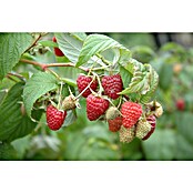 Himbeere Balkon-Himbeere 'Maddalena' (Rubus idaeus 'Maddalena', Blütenfarbe: Weiß, Farbe Frucht: Rot) | BAUHAUS