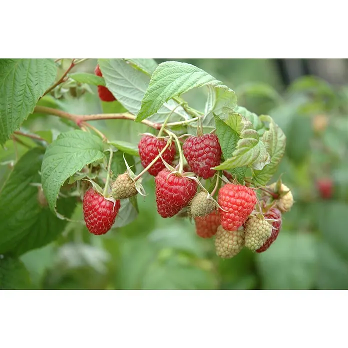 Piardino Himbeere - Rubus idaeus 'Regina', Topfgröße: 17 cm, Erntezeit: Juni - Nahaufnahme von saftigen Himbeeren am Strauch, die ihre Reife und Frische in leuchtenden Rottönen zeigen, umgeben von grünen Blättern.