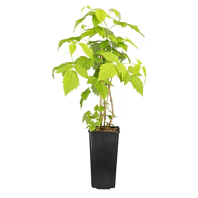 Piardino Himbeere - Rubus idaeus 'Amira', Erntezeit: August - Junge grüne Blattpflanze mit braunen Stielen in einem schwarzen rechteckigen Topf.