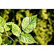 Himbeere Balkon-Himbeere 'Maddalena' (Rubus idaeus 'Maddalena', Blütenfarbe: Weiß, Farbe Frucht: Rot) | BAUHAUS