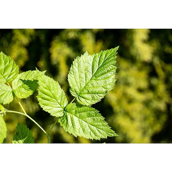 Himbeere Balkon-Himbeere 'Maddalena' - Rubus idaeus 'Maddalena', Blütenfarbe: Weiß, Farbe Frucht: Rot - Nahaufnahme von grünen Himbeerblättern im Sonnenlicht, die die feinen Details und Texturen der Blätter hervorheben.