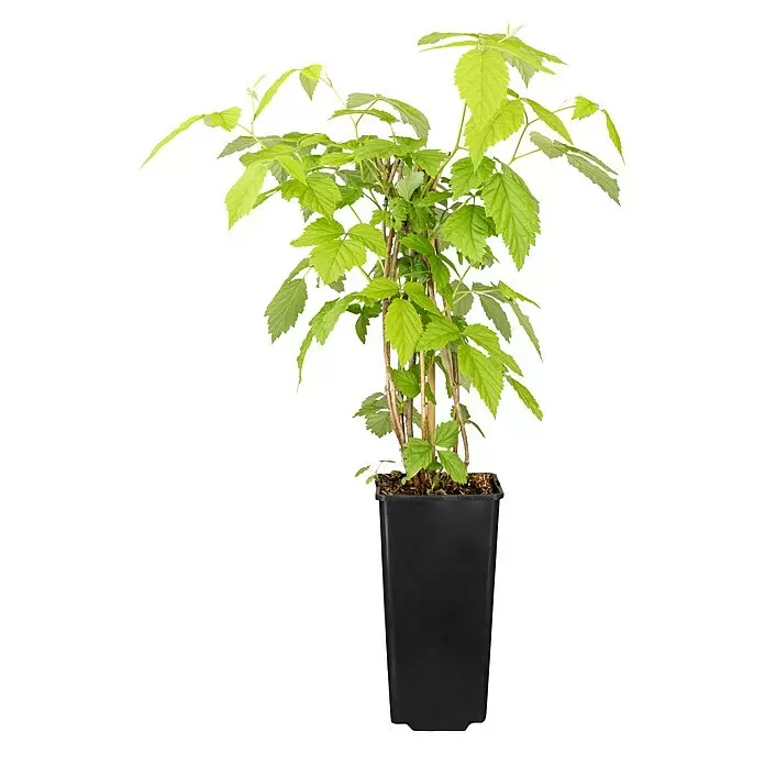 Himbeere Balkon-Himbeere 'Maddalena' - Rubus idaeus 'Maddalena', Blütenfarbe: Weiß, Farbe Frucht: Rot - Grüne Pflanze in einem schwarzen rechteckigen Topf.