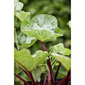 Rhabarber Erdbeer-Rhabarber 'Frambozen Rood' (Rheum rhabarbarum 'Frambozen Rood', Blütenfarbe: Gelb) | BAUHAUS