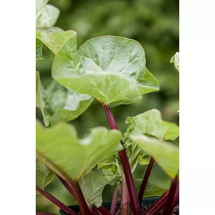 Rhabarber Erdbeer-Rhabarber 'Frambozen Rood' -  - Lebendige grüne Rhabarberpflanze mit breiten Blättern und dicken, rötlich-violetten Stielen.