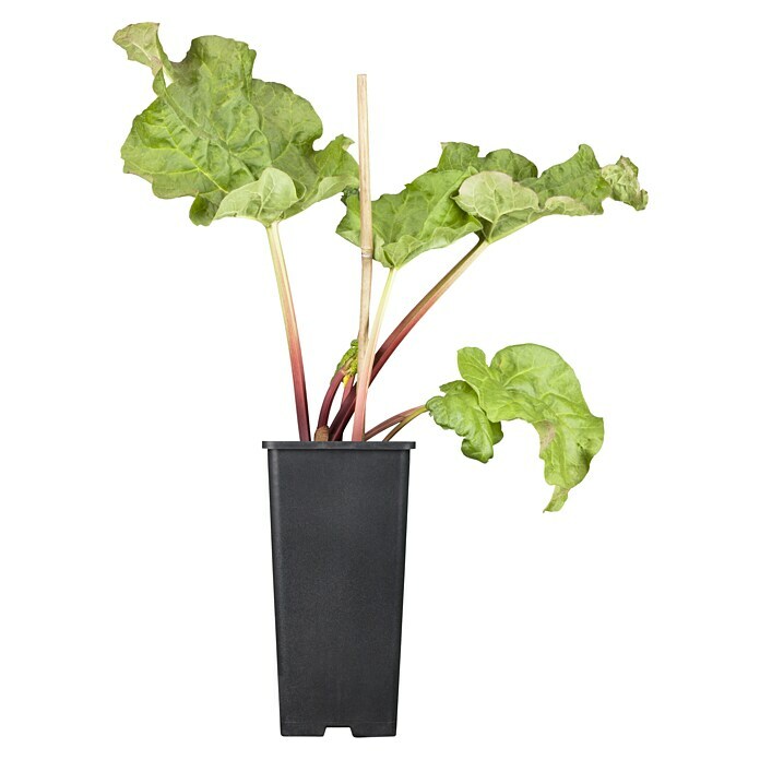 Rhabarber Erdbeer-Rhabarber 'Frambozen Rood' (Rheum rhabarbarum 'Frambozen Rood', Blütenfarbe: Gelb) | BAUHAUS