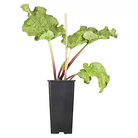 Rhabarber Erdbeer-Rhabarber 'Frambozen Rood'