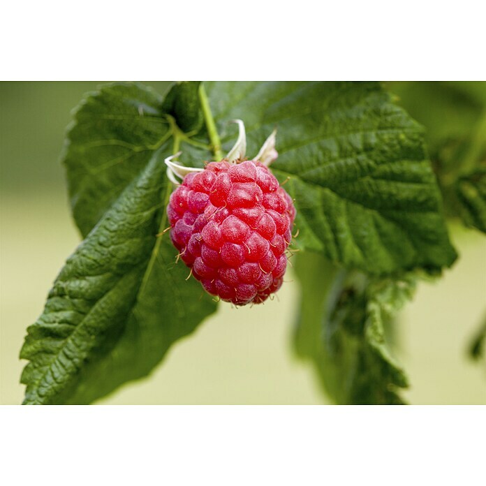 Rubus ideaus 2 Amira