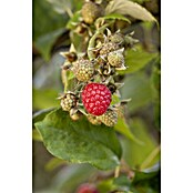 Rubus ideaus 2 Amira