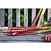 Rhabarber Erdbeer-Rhabarber 'Frambozen Rood' (Rheum rhabarbarum 'Frambozen Rood', Blütenfarbe: Gelb) | BAUHAUS