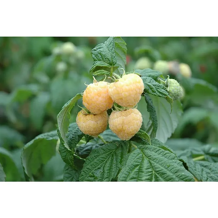 Piardino Himbeere - Rubus idaeus 'Alpengold', Topfgröße: 17 cm, Erntezeit: August - Nahaufnahme von vier gelben Himbeeren, die an einem Zweig mit grünen Blättern wachsen. Eine köstliche und natürliche Delikatesse.