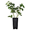 Taybeere Bio - 'Buckingham' (Rubus fruticosus x idaeus, Erntezeit: Juni) | BAUHAUS