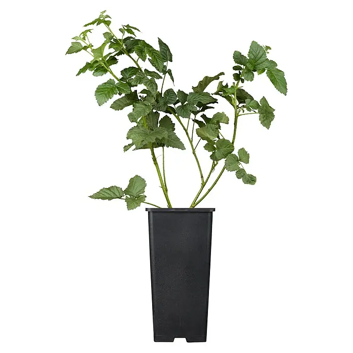 Taybeere Bio - 'Buckingham' - Rubus fruticosus x idaeus, Erntezeit: Juni - Junge Kartoffelpflanze in einem schwarzen Topf. Die Pflanze hat grüne Blätter und Stängel und ist bereit zum Einpflanzen in den Garten.
