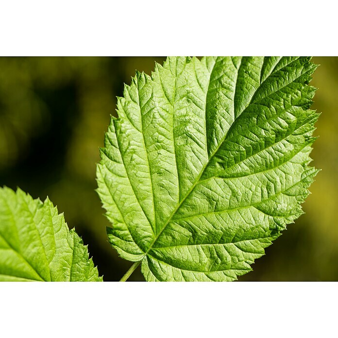 Piardino Brombeere (Rubus fruticosus 'Early Navaho', Topfgröße: 17 cm, Erntezeit: Juli) | BAUHAUS