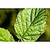 Piardino Brombeere (Rubus fruticosus 'Early Navaho', Topfgröße: 17 cm, Erntezeit: Juli) | BAUHAUS