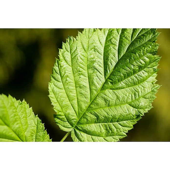 Piardino Brombeere - Rubus fruticosus 'Early Navaho', Topfgröße: 17 cm, Erntezeit: Juli - Nahaufnahme eines grünen Himbeerblattes mit deutlichen Blattadern und gezacktem Rand. Ein weiteres Blatt ist teilweise sichtbar.