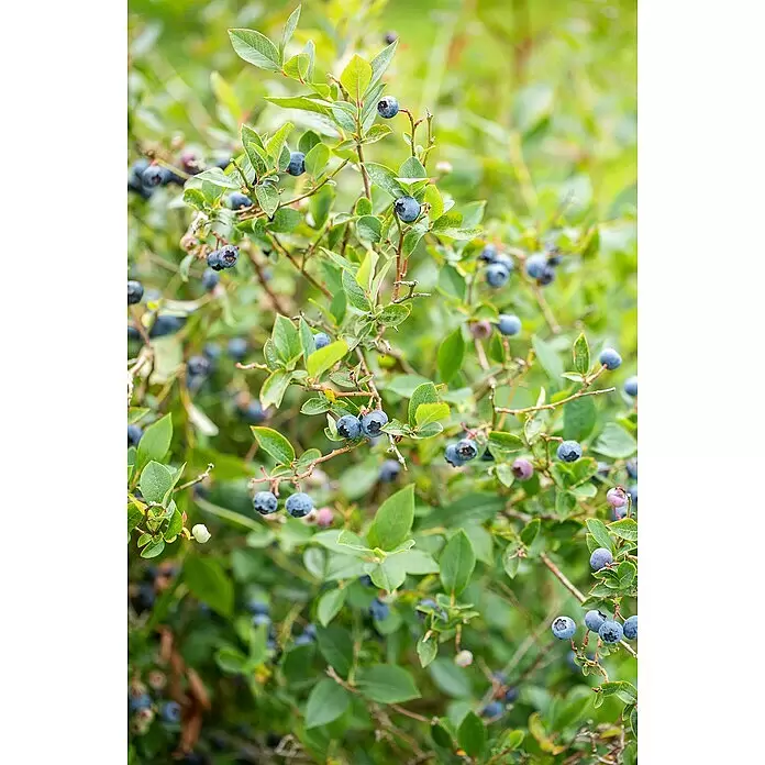 Heidelbeere - Vaccinium corymbosum 'North Country', Topfgröße: 17 cm - Reife blaue Heidelbeeren wachsen an einem belaubten Strauch.