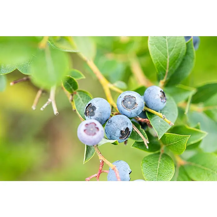Heidelbeere - Vaccinium corymbosum 'North Country', Topfgröße: 17 cm - Nahaufnahme von reifen Blaubeeren, die an einem Strauch hängen, mit grünen Blättern im Hintergrund.