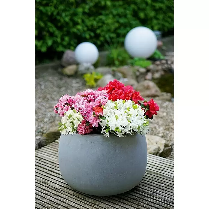 Piardino Japanische Azalee Fairy Dreams - Rhododendron obtusum 'Fairy Dreams', Topfgröße: 23 cm, Dreifarbig - Stimmungsaufnahme