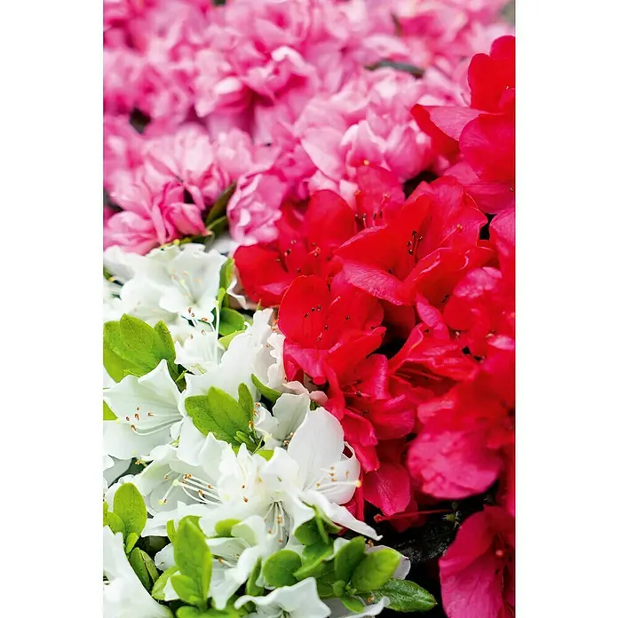 Piardino Japanische Azalee Fairy Dreams - Rhododendron obtusum 'Fairy Dreams', Topfgröße: 23 cm, Dreifarbig - Nahaufnahme von Azaleenblüten in verschiedenen Farben, die die zarten Details und die lebendige Farbpalette der Blüten hervorheben.