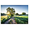 Komar Colours Fototapete Meadow Trail (B x H: 368 x 254 cm, Papier) | BAUHAUS