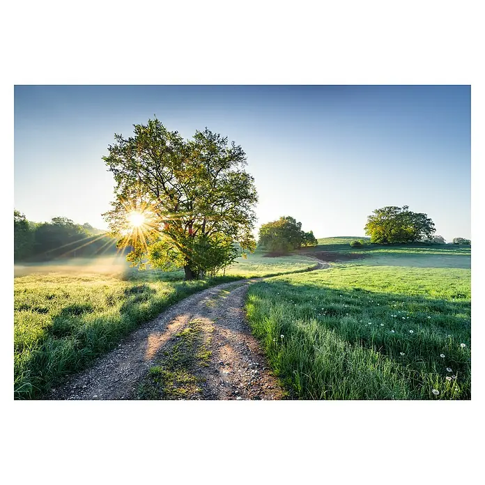 Komar Colours Fototapete Meadow Trail - B x H: 368 x 254 cm, Papier - Eine malerische Landschaft mit einem Feldweg, der auf einen Hügel zuführt, beleuchtet von der Sonne durch einen Baum.