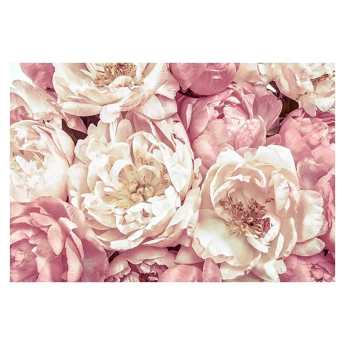 Komar Colours Fototapete Peonies - B x H: 368 cm x 248 mm, Vlies - Detailaufnahme von zarten rosa Pfingstrosen. Die Blütenblätter zeigen sanfte Farbverläufe und eine exquisite Textur in Nahaufnahme.