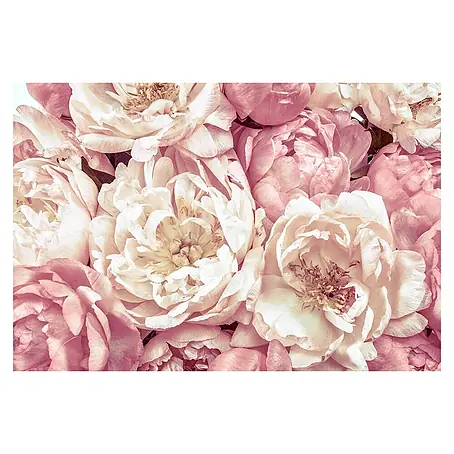 Komar Colours Fototapete Peonies