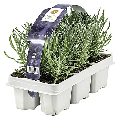 Piardino Lavendel 6er Pack (Lavandula angustifolia, Topfgröße: 9 cm, Lavendelblau)