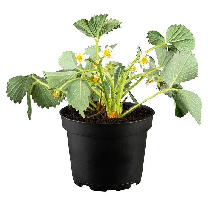 Piardino ErdbeereFragaria vesca var. semperflorens 'Elsanta'® Front View