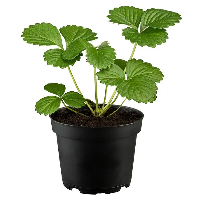 Piardino Erdbeere - Fragaria x ananassa 'Mieze Schindler', Erntezeit: Juli - Erdbeerpflanze in einem schwarzen Topf. Die grünen Blätter sind frisch und gesund, ideal für den Garten oder Balkon.