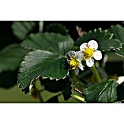 Piardino Erdbeere (Fragaria Ananassa 'Mieze Schindler', 1 Stk., Erntezeit: Juli) | BAUHAUS